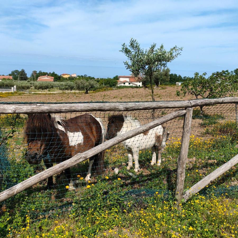 Agriturismo Agri Armonia San Lucido Exteriér fotografie